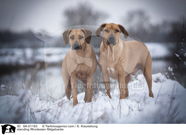 standing Rhodesian Ridgebacks / SK-01183