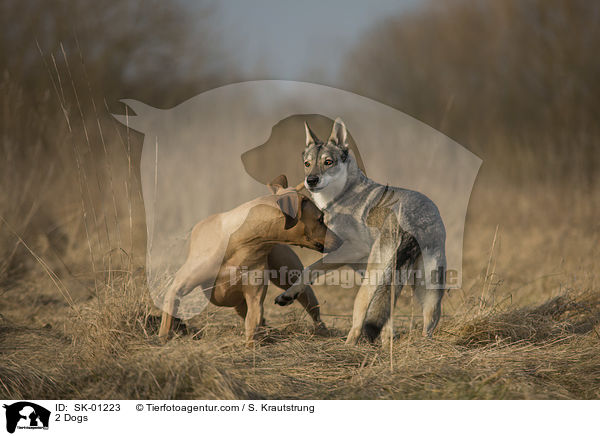 2 Hunde / 2 Dogs / SK-01223