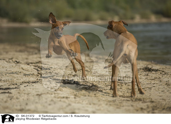 playing Rhodesian Ridgebacks / SK-01372