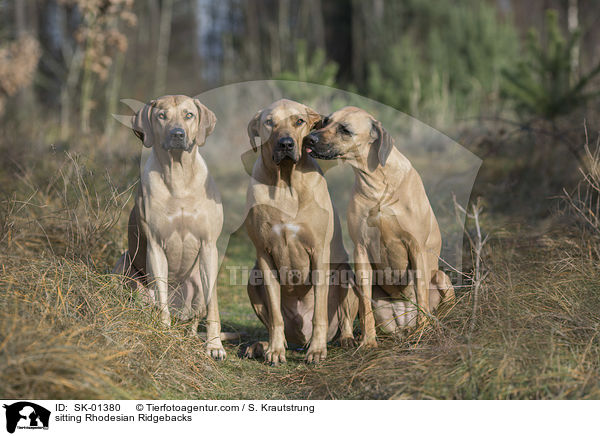 sitzende Rhodesian Ridgebacks / sitting Rhodesian Ridgebacks / SK-01380