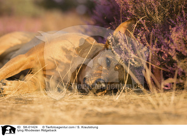 liegender Rhodesian Ridgeback / lying Rhodesian Ridgeback / SK-01424