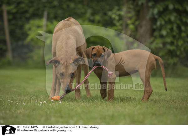 Rhodesian Ridgeback with young dog / SK-01425