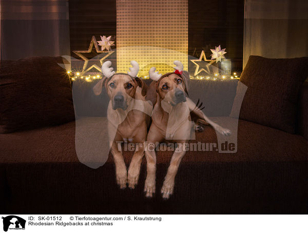 Rhodesian Ridgebacks zu Weihnachten / Rhodesian Ridgebacks at christmas / SK-01512