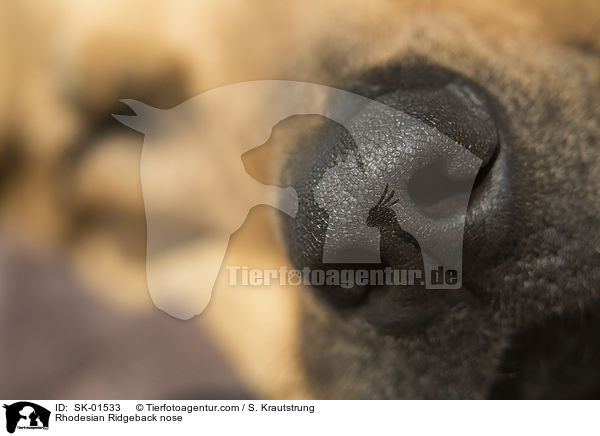 Rhodesian Ridgeback Nase / Rhodesian Ridgeback nose / SK-01533