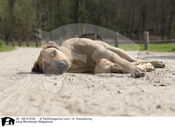 liegender Rhodesian Ridgeback / lying Rhodesian Ridgeback / SK-01538