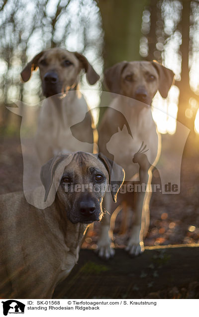 stehende Rhodesian Ridgeback / standing Rhodesian Ridgeback / SK-01568