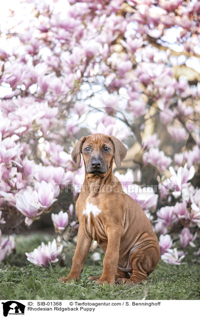 Rhodesian Ridgeback Welpe / Rhodesian Ridgeback Puppy / SIB-01368