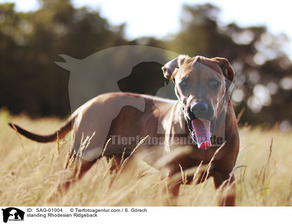 stehender Rhodesian Ridgeback / standing Rhodesian Ridgeback / SAG-01004