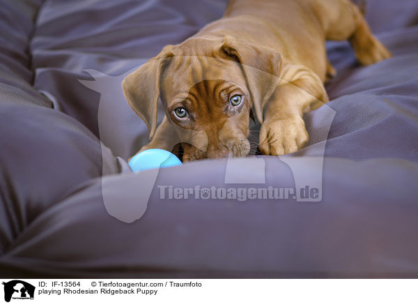spielender Rhodesian Ridgeback Welpe / playing Rhodesian Ridgeback Puppy / IF-13564
