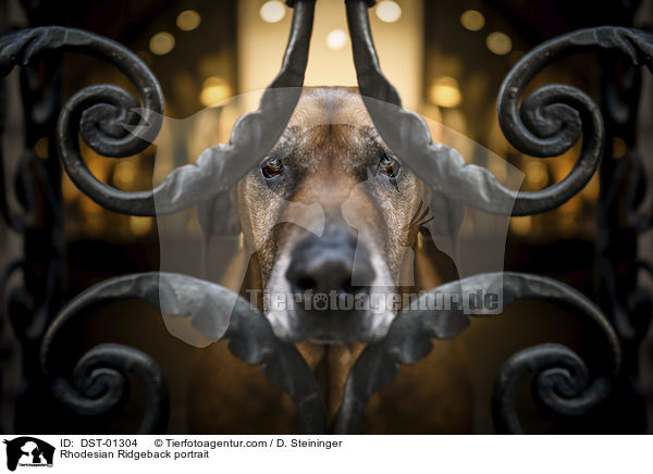 Rhodesian Ridgeback Portrait / Rhodesian Ridgeback portrait / DST-01304