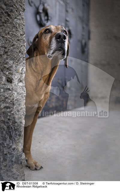 Rhodesian Ridgeback / Rhodesian Ridgeback / DST-01308