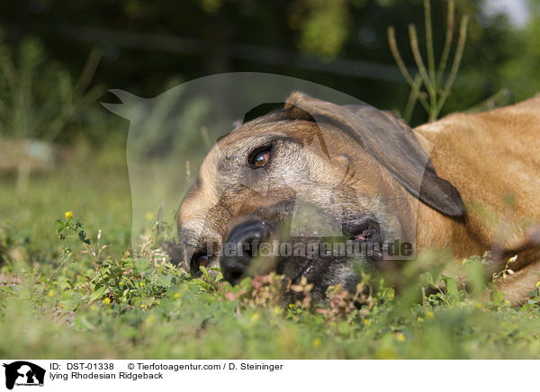 liegender Rhodesian Ridgeback / lying Rhodesian Ridgeback / DST-01338