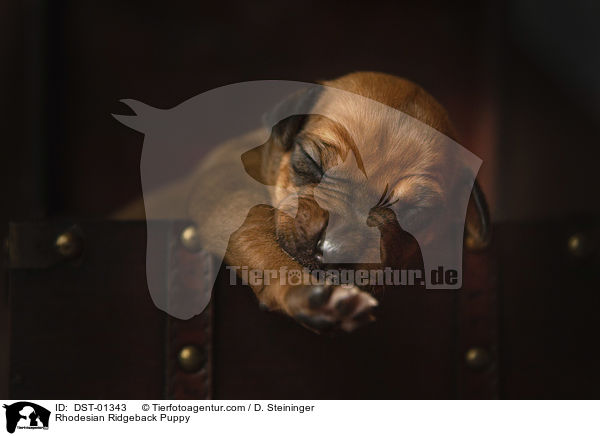 Rhodesian Ridgeback Welpe / Rhodesian Ridgeback Puppy / DST-01343