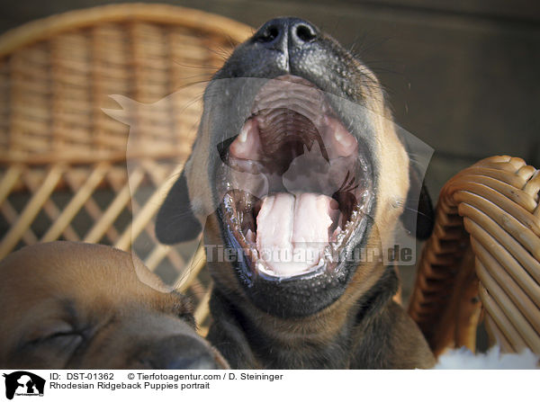 Rhodesian Ridgeback Welpen Portrait / Rhodesian Ridgeback Puppies portrait / DST-01362