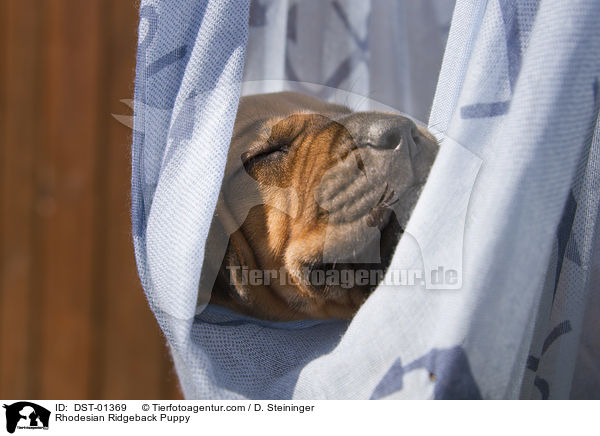 Rhodesian Ridgeback Welpe / Rhodesian Ridgeback Puppy / DST-01369