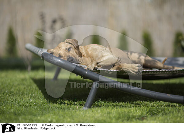 liegender Rhodesian Ridgeback / lying Rhodesian Ridgeback / SK-01723