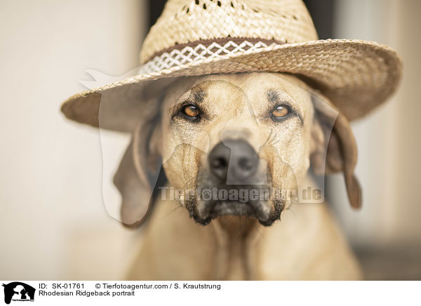 Rhodesian Ridgeback Portrait / Rhodesian Ridgeback portrait / SK-01761