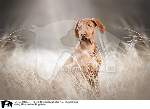 sitzender Rhodesian Ridgeback / sitting Rhodesian Ridgeback / LT-01307