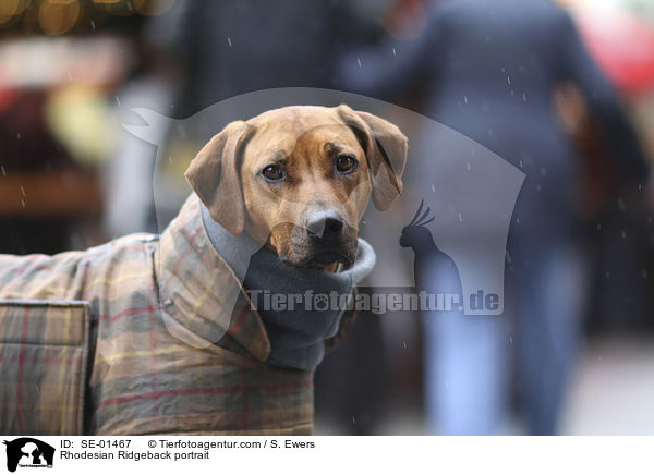 Rhodesian Ridgeback Portrait / Rhodesian Ridgeback portrait / SE-01467