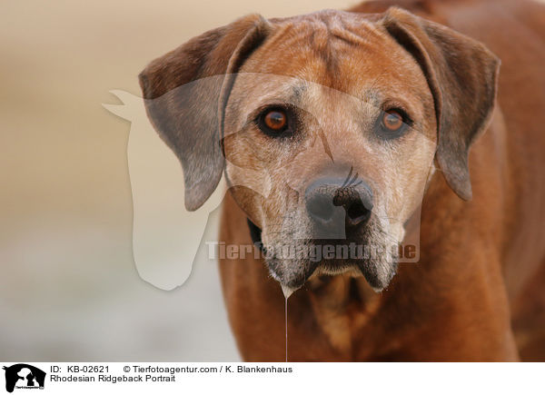 Rhodesian Ridgeback Portrait / Rhodesian Ridgeback Portrait / KB-02621
