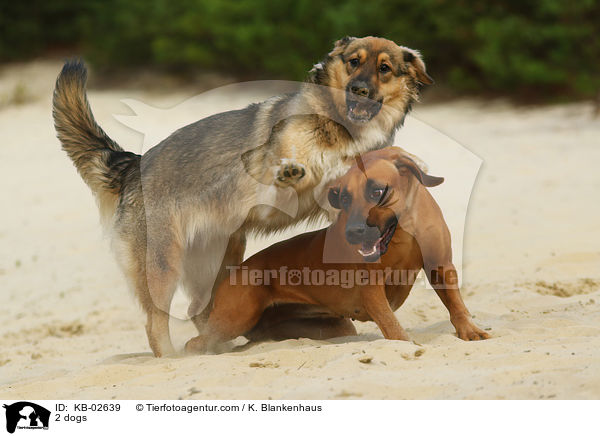 2 dogs / KB-02639