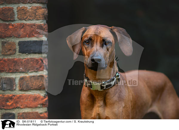 Rhodesian Ridgeback Portrait / Rhodesian Ridgeback Portrait / SK-01811