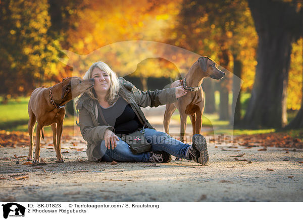 2 Rhodesian Ridgebacks / 2 Rhodesian Ridgebacks / SK-01823