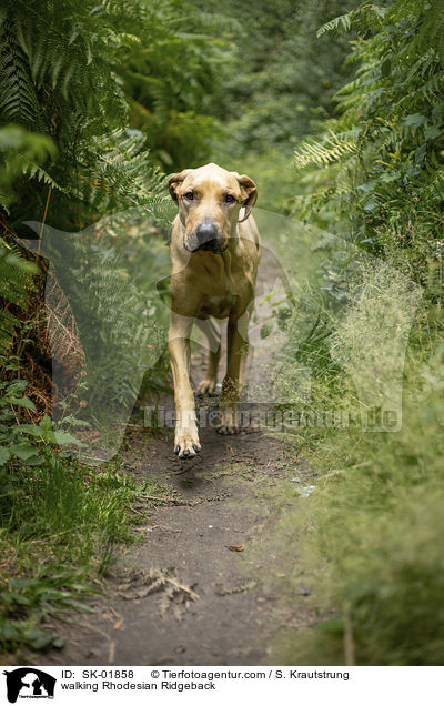 walking Rhodesian Ridgeback / SK-01858