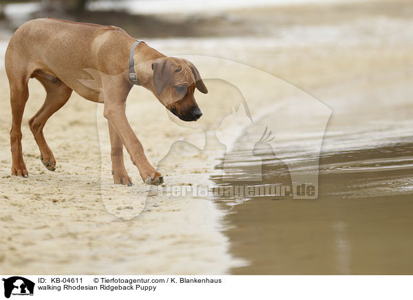 laufender Rhodesian Ridgeback Welpe / walking Rhodesian Ridgeback Puppy / KB-04611