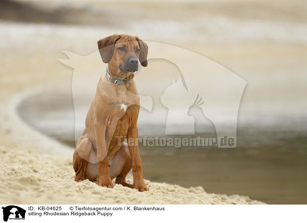sitzender Rhodesian Ridgeback Welpe / sitting Rhodesian Ridgeback Puppy / KB-04625