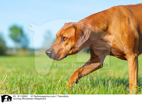 running Rhodesian Ridgeback / IF-13890