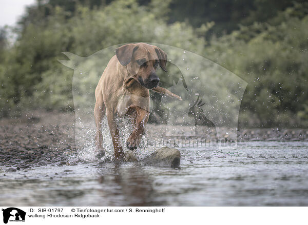 walking Rhodesian Ridgeback / SIB-01797