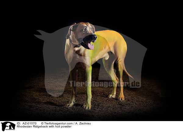 Rhodesian Ridgeback mit Holi Pulver / Rhodesian Ridgeback with holi powder / AZ-01070