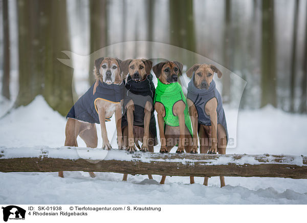 4 Rhodesian Ridgebacks / 4 Rhodesian Ridgebacks / SK-01938