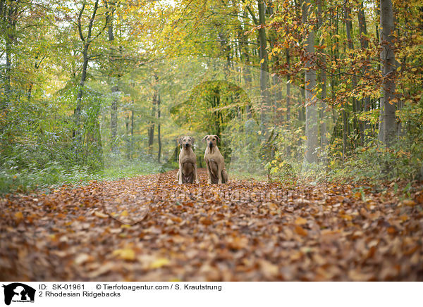 2 Rhodesian Ridgebacks / 2 Rhodesian Ridgebacks / SK-01961