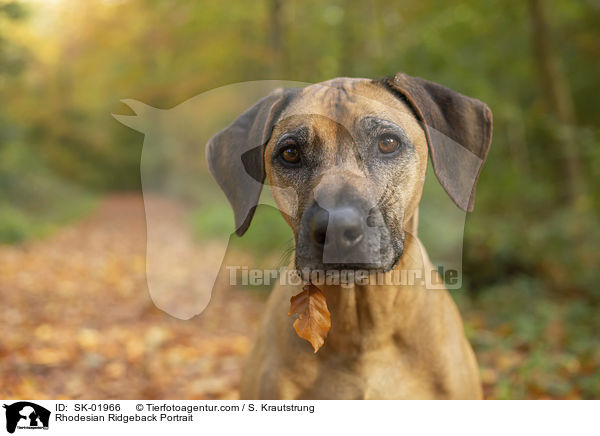 Rhodesian Ridgeback Portrait / Rhodesian Ridgeback Portrait / SK-01966