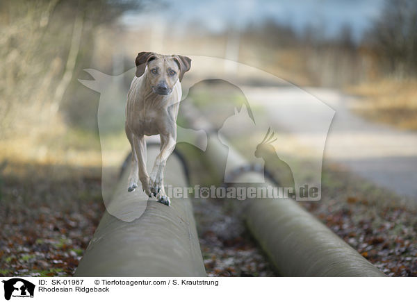 Rhodesian Ridgeback / Rhodesian Ridgeback / SK-01967