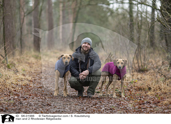 Mann und 2 Rhodesian Ridgebacks / man and 2 Rhodesian Ridgebacks / SK-01986