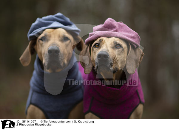 2 Rhodesian Ridgebacks / 2 Rhodesian Ridgebacks / SK-01997