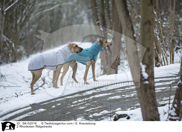 2 Rhodesian Ridgebacks / 2 Rhodesian Ridgebacks / SK-02016
