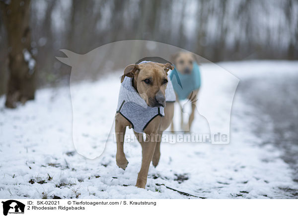 2 Rhodesian Ridgebacks / 2 Rhodesian Ridgebacks / SK-02021