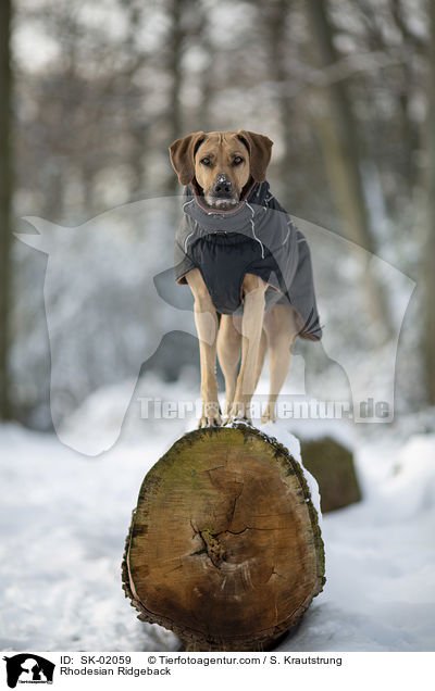 Rhodesian Ridgeback / Rhodesian Ridgeback / SK-02059