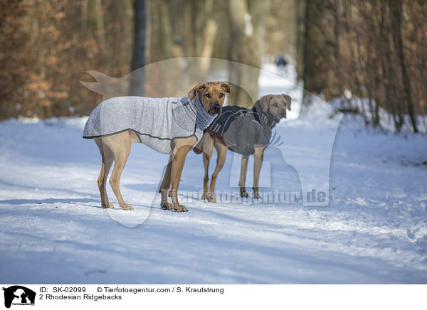 2 Rhodesian Ridgebacks / 2 Rhodesian Ridgebacks / SK-02099