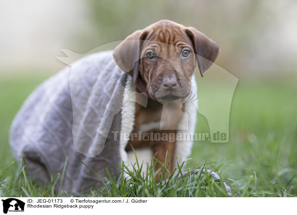 Rhodesian Ridgeback puppy / JEG-01173