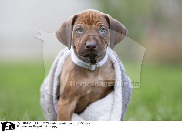 Rhodesian Ridgeback Welpe / Rhodesian Ridgeback puppy / JEG-01178