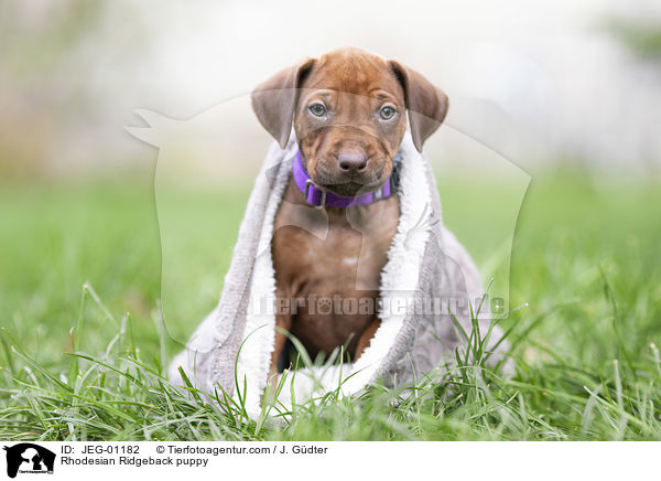 Rhodesian Ridgeback Welpe / Rhodesian Ridgeback puppy / JEG-01182