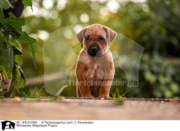 Rhodesian Ridgeback Welpe / Rhodesian Ridgeback Puppy / IFE-01060