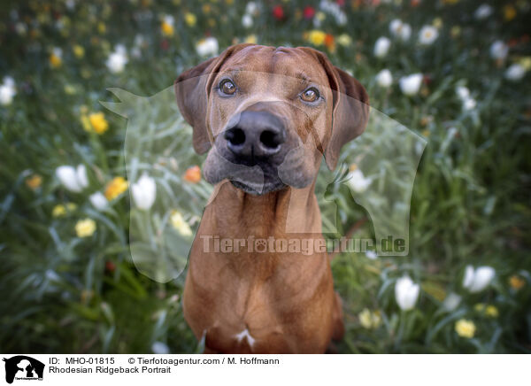 Rhodesian Ridgeback Portrait / Rhodesian Ridgeback Portrait / MHO-01815