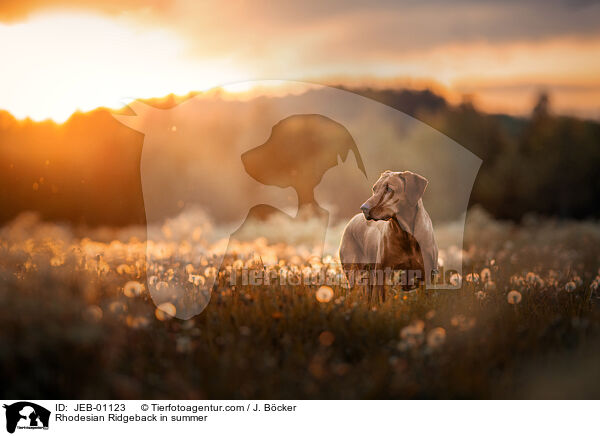 Rhodesian Ridgeback im Sommer / Rhodesian Ridgeback in summer / JEB-01123