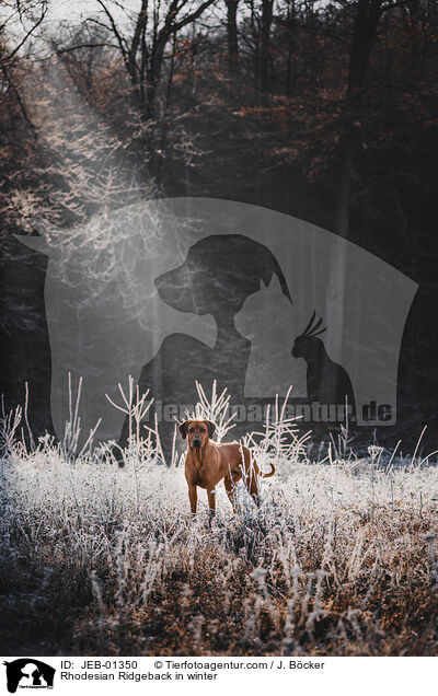 Rhodesian Ridgeback im Winter / Rhodesian Ridgeback in winter / JEB-01350